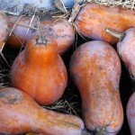 Butternut Squashes