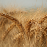 Wheat in field