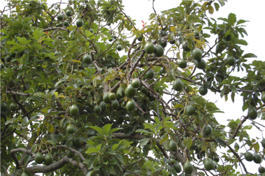 Avocado_Tree