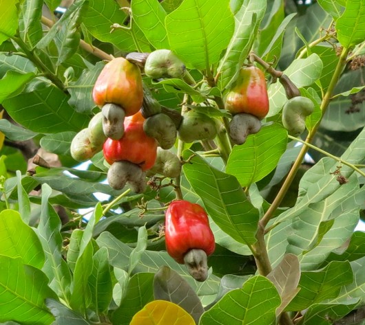 cashew plant