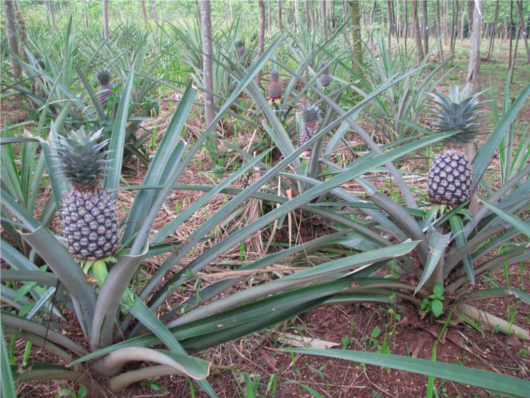 pineapple tree