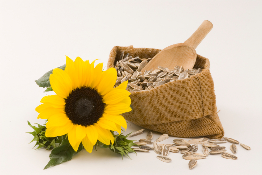 Sunflower Seeds