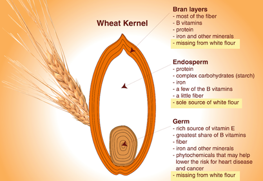 wheat kernel