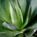 Health Benefits of Agave Nectar