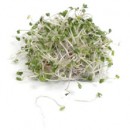 Why You Should (Still!) Eat Raw Sprouts