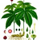 Goldenseal